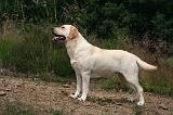 LABRADOR 1249